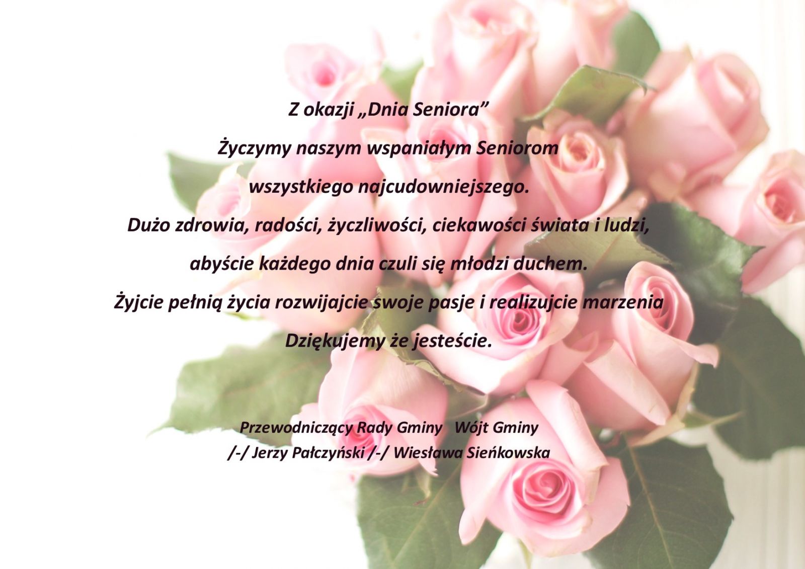 Życzenia, tło różowe róże, na nim życzenia dla seniorów składa Rada Gminy  i Wójt Gminy Komarów-Osada